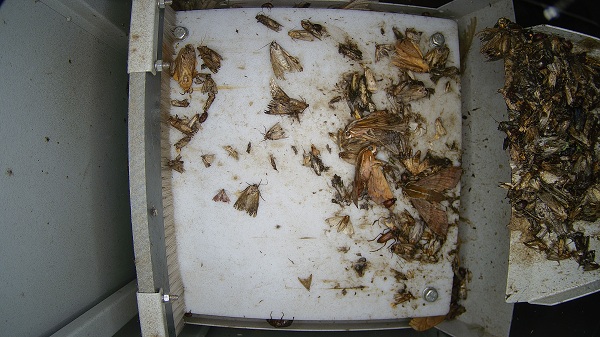 物聯(lián)網(wǎng)蟲情測報(bào)燈圖片2